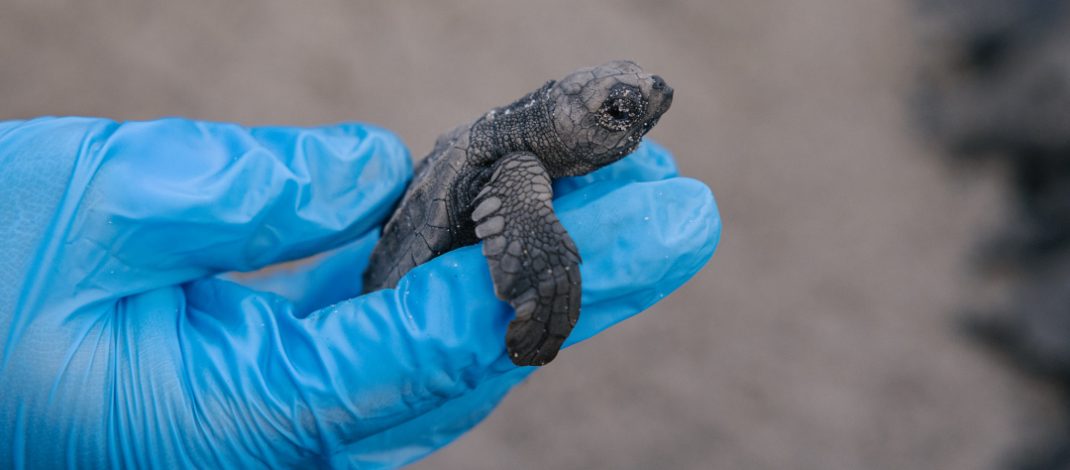 Liberación de neonatos de tortugas marinas en la playa de Punta Chame