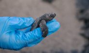 Liberación de neonatos de tortugas marinas en la playa de Punta Chame