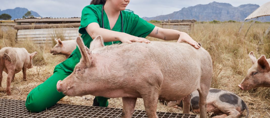 Día internacional del médico veterinario