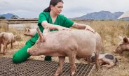 Día internacional del médico veterinario