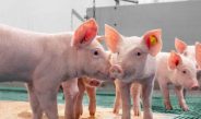 Prevención y bienestar fortalecen la producción porcina panameña