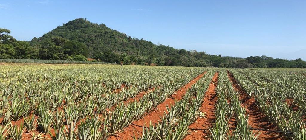 Del Monte invita a propietarios de tierras y productores agrícolas a explorar alianzas de largo plazo