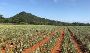 Del Monte invita a propietarios de tierras y productores agrícolas a explorar alianzas de largo plazo
